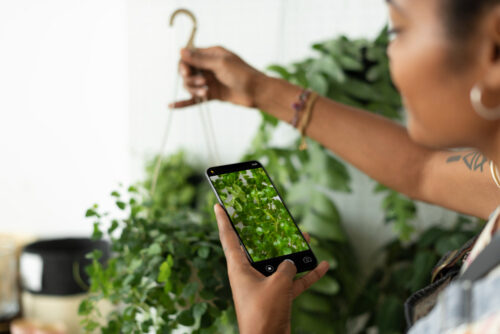Estes são os melhores aplicativos para identificar plantas